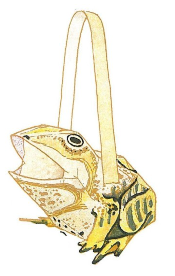 The Frog